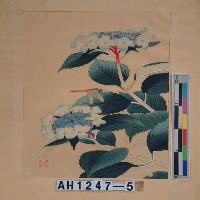 藏品(昭和11年『翠光花鳥版畫集』－八仙花)的圖片